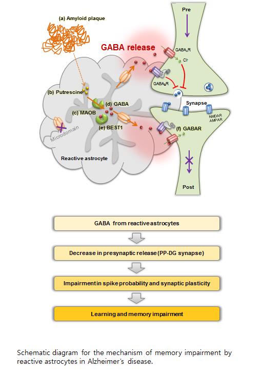 Schematic diagram for the mechanism of memory impairment by reactive astrocytes in Alzheimer's Disease.  Credit:  Korea Institute of Science and Technology (KIST).