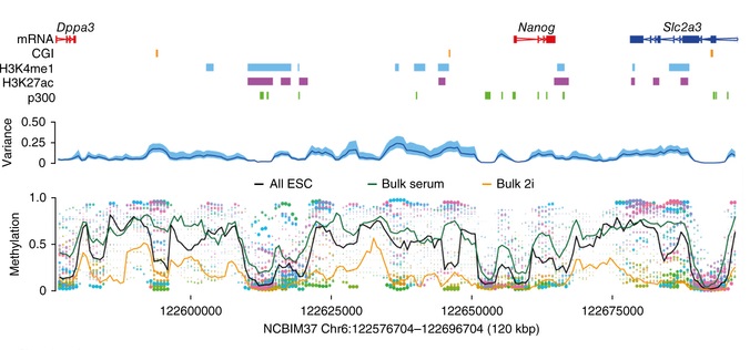 BS-seq reveals DNA methylation heterogeneity in ESCs.  Estimated DNA methylation rates using a sliding window in an example region containing the Nanog locus with some annotated features. Each single ESC is represented by a different color (bottom), and dot size is the inverse of estimation error. Mean methylation rate estimates across cells (black line, bottom) and cell-to-cell variance (blue line, middle; 95% confidence interval in light blue) are shown. Methylation rates for 'bulk serum' (green line) and 'bulk 2i' (orange line) are superimposed (bottom).  Kelsey et al 2014.