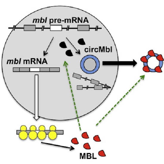 Circular RNAs (circRNAs) are widely expressed noncoding RNAs. Here, by studying circRNAs in neuronal tissues, we provide evidence that animal circRNAs are generated cotranscriptionally and that their production rate is mainly determined by intronic sequences. We demonstrate that circularization and splicing compete against each other. These mechanisms are tissue specific and conserved in animals. Interestingly, we observed that the second exon of the splicing factor muscleblind (MBL/MBNL1) is circularized in flies and humans. This circRNA (circMbl) and its flanking introns contain conserved muscleblind binding sites, which are strongly and specifically bound by MBL. Modulation of MBL levels strongly affects circMbl biosynthesis, and this effect is dependent on the MBL binding sites. Together, our data suggest that circRNAs can function in gene regulation by competing with linear splicing. Furthermore, we identified muscleblind as a factor involved in circRNA biogenesis.  Kadener et al 2014.