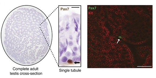 PAX7+ spermatogonia in normal testes.  Rarity of PAX7+ cells in adult (6-week-old) testis cross-section. Arrow denotes a PAX7+ cell within a single seminiferous tubule.  KIT and PAX7 double-labeling (confocal microscopy) showed that PAX7+ spermatogonia (arrow) were isolated (i.e., Asingle) and KIT–. No KIT+PAX7+ spermatogonia were observed. PAX7 was nuclear, whereas KIT was membrane-associated, as expected. Image shows 3 tubules optically sectioned close to the level of the basement membrane to visualize large numbers of spermatogonia.  PAX7 expression defines germline stem cells in the adult testis.  Aloisio et al 2014.