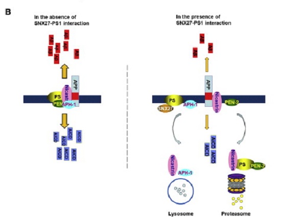 Genetic Deletion of Snx27 Promotes Neuronal Loss in AD Transgenic Mice.  A schematic model of SNX27 in regulating γ-secretase complex formation and Aβ generation. SNX27 binds to PS1 and disassociates the γ-secretase complex, whose individual components are degraded by lysosomes and/or proteasomes, thereby reducing APP γ-cleavage. As SNX27 is downregulated in Down syndrome brains, reduced SNX27 levels may also contribute to amyloid pathology in Down syndrome.  Sorting Nexin 27 Regulates Aβ Production through Modulating γ-Secretase Activity.  Xu et al 2014.