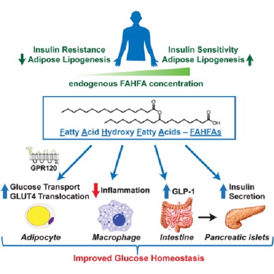 Increased adipose tissue lipogenesis is associated with enhanced insulin sensitivity. Mice overexpressing the Glut4 glucose transporter in adipocytes have elevated lipogenesis and increased glucose tolerance despite being obese with elevated circulating fatty acids. Lipidomic analysis of adipose tissue revealed the existence of branched fatty acid esters of hydroxy fatty acids (FAHFAs) that were elevated 16- to 18-fold in these mice. FAHFA isomers differ by the branched ester position on the hydroxy fatty acid (e.g., palmitic-acid-9-hydroxy-stearic-acid, 9-PAHSA). PAHSAs are synthesized in vivo and regulated by fasting and high-fat feeding. PAHSA levels correlate highly with insulin sensitivity and are reduced in adipose tissue and serum of insulin-resistant humans. PAHSA administration in mice lowers ambient glycemia and improves glucose tolerance while stimulating GLP-1 and insulin secretion. PAHSAs also reduce adipose tissue inflammation. In adipocytes, PAHSAs signal through GPR120 to enhance insulin-stimulated glucose uptake. Thus, FAHFAs are endogenous lipids with the potential to treat type 2 diabetes.  Discovery of a Class of Endogenous Mammalian Lipids with Anti-Diabetic and Anti-inflammatory Effects.  Kahn et al 2014.