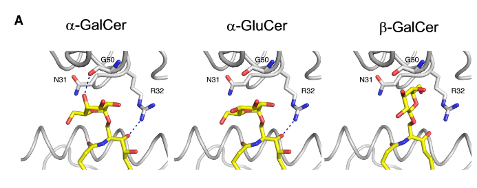 The L363 Antibody Binds with Different Affinity to Both CD1-a-GalCer and CD1-a -GluCer Complexes but Does Not Recognize b-Glycosylceramide-CD1d Association.  Predicted L363 binding to glycosylceramides. In the crystal structure, L363 contacts a-GalCer with two H-bonds, G50 interacts with the axial 400-OH, and R32 is specific to the sphingosine chain (Protein Data Bank [PDB] ID 3UBX, left panel).  Modeling the interaction with a-GluCer illustrates the loss of the H-bond with G50, which as a result of equatorial rather than axial position of 400-OH, leads to weaker L363 binding affinity (middle panel). However, N31 and R32 together form a cap over the sugar and bind through van der Waals interactions, predominantly through N31. The upright positioning of b-GalCer (modeled with the crystal structure of mCD1d-sulfatide [PDB ID 2AKR]) would prevent L363 binding as a result of steric clashes (right panel).  The Identification of the Endogenous Ligands of Natural Killer T Cells Reveals the Presence of Mammalian a-Linked Glycosylceramides.  Teyton et al 2014.