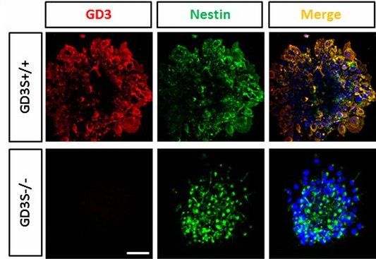Accelerated loss of self-renewal ability in GD3-KO NSCs is accompanied by a decreased EGFR expression level.  Immunofluorescence of GD3 and nestin stain in neurospheres from GD3S+/+ and GD3S−/− mice.  Interaction of ganglioside GD3 with an EGF receptor sustains the self-renewal ability of mouse neural stem cells in vitro.  Wang et al 2013.