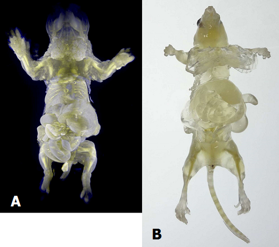 These pictures released from Japanese research institute Riken shows (A)  Decolorized mouse body and some organs glowing with fluorescence protein at the Riken laboratory and (B)  Decolorized mouse body at the Riken laboratory.  © Provided by AFP. 