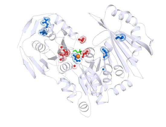 The 3D structure of the PGM1 enzyme, highlighting in red/blue the sites of mutations responsible for the inherited metabolic disease. Each of these mutant enzymes were analyzed in detail by the Beamer lab to understand their effect on enzyme function.   Credit:  MU News Bureau.