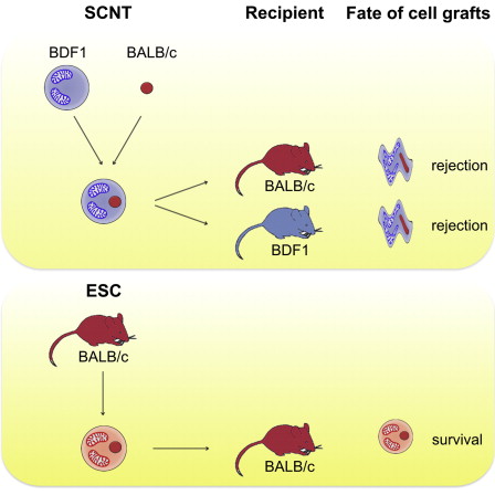 The generation of pluripotent stem cells by somatic cell nuclear transfer (SCNT) has recently been achieved in human cells and sparked new interest in this technology. The authors reporting this methodical breakthrough speculated that SCNT would allow the creation of patient-matched embryonic stem cells, even in patients with hereditary mitochondrial diseases. However, herein we show that mismatched mitochondria in nuclear-transfer-derived embryonic stem cells (NT-ESCs) possess alloantigenicity and are subject to immune rejection. In a murine transplantation setup, we demonstrate that allogeneic mitochondria in NT-ESCs, which are nucleus-identical to the recipient, may trigger an adaptive alloimmune response that impairs the survival of NT-ESC grafts. The immune response is adaptive, directed against mitochondrial content, and amenable for tolerance induction. Mitochondrial alloantigenicity should therefore be considered when developing therapeutic SCNT-based strategies.  SCNT-Derived ESCs with Mismatched Mitochondria Trigger an Immune Response in Allogeneic Hosts.  Schrepfer et al 2014.