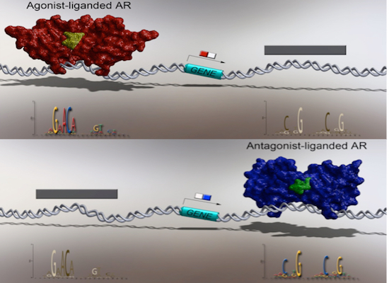 Antagonist-bound androgen receptor significantly shifts its genomic binding gene expression profiles. These data inform novel targets for therapeutic interventions.  Agonist- and antagonist-liganded ARBEs in vivo are precisely defined.  Agonist and antagonist induce AR binding to distinctly different DNA motifs. Distinct DNA binding leads to distinct cancer-relevant transcriptional outcomes.  Agonist- and antagonist-liganded ARBEs are associated with prostate carcinogenesis.  Agonist and antagonist switch DNA motifs recognized by human androgen receptor in prostate cancer.  Wang et al 2014.