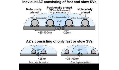Schematic diagram showing SVs at different priming states located at different distance to the Ca 2+ source. Only the SVs that locate close to the Ca 2+ source can be released by AP. We propose that either a single AZ contains a mixture of fast and slow SVs (A) or that there are individual AZs within the calyx that contain only fast or only slow pool SVs (B). In both cases, we propose that distal SVs are rapidly converted to fast pool SVs for AP-evoked release to maintain signaling at high firing rates.  Credit:  Max Planck Florida Institute for Neuroscience; Dr. Samuel M. Young, Jr. 