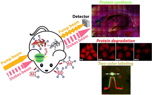 Stimulated Raman scattering (SRS) microscopy imaging of synthesis of the new proteins by targeting carbon-deuterium bond (C-D) and degradation of the old proteins by targeting methyl group (CH3) in mouse brain tissue (the dentate gyrus region of the hippocampus).  Credit:  Lu Wei of Columbia University. 