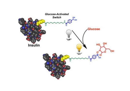 Scientists have developed a smart insulin that self-activates in response to blood sugar levels. When blood sugar is high, the insulin becomes active, working quickly to normalize blood sugar levels. One injection of the smart insulin, called Ins-PBA-F, can repeatedly and automatically normalize blood sugar levels over a minimum of 14 hours in mice with a type 1 diabetes-like condition. Scientists are now developing the modified insulin into a therapy suitable for human use. Doing so would greatly improve the health and quality of life for diabetics.  Credit:  Matthew Webber. 