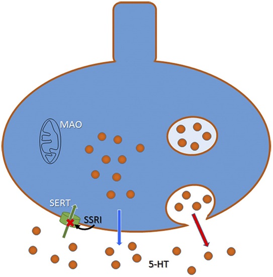 This schematic drawing of a serotonergic neuron shows exocytotic release of serotonin from vesicles (red arrow) and the nonexocytotic release described by Mlinar and colleagues (blue arrow). Reuptake of serotonin (green arrow) is blocked by SSRI antidepressants, increasing the extracellular serotonin concentration.  Credit: Adell 2015. 
