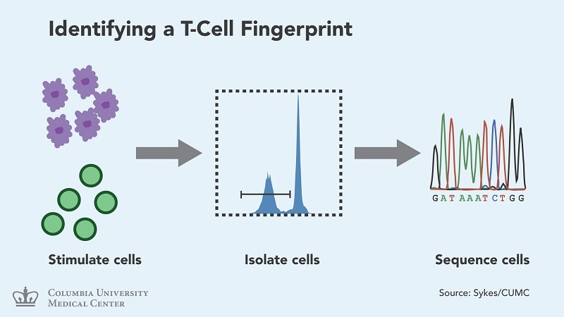A new technique for identifying patient-specific T cells that react to donor tissue. The method could help predict rejection and tolerance in different types of transplant patients. (Credit: Laboratory of Megan Sykes/Columbia University Medical Center).