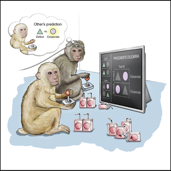 A cornerstone of successful social interchange is the ability to anticipate each other’s intentions or actions. While generating these internal predictions is essential for constructive social behavior, their single neuronal basis and causal underpinnings are unknown. Here, we discover specific neurons in the primate dorsal anterior cingulate that selectively predict an opponent’s yet unknown decision to invest in their common good or defect and distinct neurons that encode the monkey’s own current decision based on prior outcomes. Mixed population predictions of the other was remarkably near optimal compared to behavioral decoders. Moreover, disrupting cingulate activity selectively biased mutually beneficial interactions between the monkeys but, surprisingly, had no influence on their decisions when no net-positive outcome was possible. These findings identify a group of other-predictive neurons in the primate anterior cingulate essential for enacting cooperative interactions and may pave a way toward the targeted treatment of social behavioral disorders.  Neuronal Prediction of Opponent’s Behavior during Cooperative Social Interchange in Primates.  Williams et al 2015.