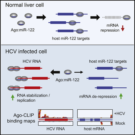 Hepatitis C virus (HCV) uniquely requires the liver-specific microRNA-122 for replication, yet global effects on endogenous miRNA targets during infection are unexplored. Here, high-throughput sequencing and crosslinking immunoprecipitation (HITS-CLIP) experiments of human Argonaute (AGO) during HCV infection showed robust AGO binding on the HCV 5′UTR at known and predicted miR-122 sites. On the human transcriptome, we observed reduced AGO binding and functional mRNA de-repression of miR-122 targets during virus infection. This miR-122 “sponge” effect was relieved and redirected to miR-15 targets by swapping the miRNA tropism of the virus. Single-cell expression data from reporters containing miR-122 sites showed significant de-repression during HCV infection depending on expression level and site number. We describe a quantitative mathematical model of HCV-induced miR-122 sequestration and propose that such miR-122 inhibition by HCV RNA may result in global de-repression of host miR-122 targets, providing an environment fertile for the long-term oncogenic potential of HCV.  Hepatitis C Virus RNA Functionally Sequesters miR-122.  Darnell et al 2015.