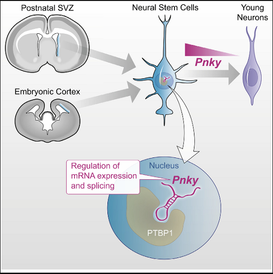 While thousands of long noncoding RNAs (lncRNAs) have been identified, few lncRNAs that control neural stem cell (NSC) behavior are known. Here, we identify Pinky (Pnky) as a neural-specific lncRNA that regulates neurogenesis from NSCs in the embryonic and postnatal brain. In postnatal NSCs, Pnky knockdown potentiates neuronal lineage commitment and expands the transit-amplifying cell population, increasing neuron production several-fold. Pnky is evolutionarily conserved and expressed in NSCs of the developing human brain. In the embryonic mouse cortex, Pnky knockdown increases neuronal differentiation and depletes the NSC population. Pnky interacts with the splicing regulator PTBP1, and PTBP1 knockdown also enhances neurogenesis. In NSCs, Pnky and PTBP1 regulate the expression and alternative splicing of a core set of transcripts that relates to the cellular phenotype. These data thus unveil Pnky as a conserved lncRNA that interacts with a key RNA processing factor and regulates neurogenesis from embryonic and postnatal NSC populations.  The Long Noncoding RNA Pnky Regulates Neuronal Differentiation of Embryonic and Postnatal Neural Stem Cells.  Lim et al 2015.