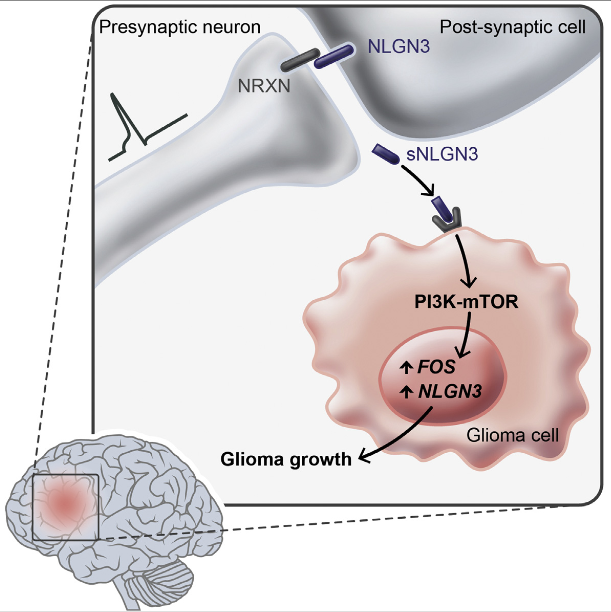 Active neurons exert a mitogenic effect on normal neural precursor and oligodendroglial precursor cells, the putative cellular origins of high-grade glioma (HGG). By using optogenetic control of cortical neuronal activity in a patient-derived pediatric glioblastoma xenograft model, we demonstrate that active neurons similarly promote HGG proliferation and growth in vivo. Conditioned medium from optogenetically stimulated cortical slices promoted proliferation of pediatric and adult patient-derived HGG cultures, indicating secretion of activity-regulated mitogen(s). The synaptic protein neuroligin-3 (NLGN3) was identified as the leading candidate mitogen, and soluble NLGN3 was sufficient and necessary to promote robust HGG cell proliferation. NLGN3 induced PI3K-mTOR pathway activity and feedforward expression of NLGN3 in glioma cells. NLGN3 expression levels in human HGG negatively correlated with patient overall survival. These findings indicate the important role of active neurons in the brain tumor microenvironment and identify secreted NLGN3 as an unexpected mechanism promoting neuronal activity-regulated cancer growth.  Neuronal Activity Promotes Glioma Growth through Neuroligin-3 Secretion.   Monje et al 2015.