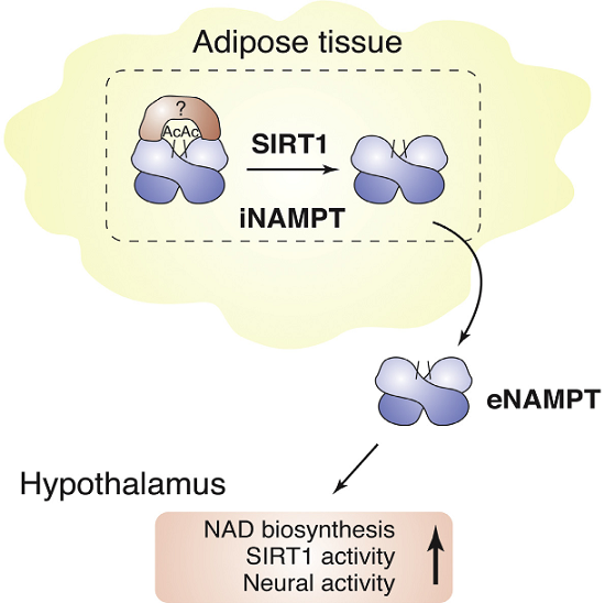 Nicotinamide phosphoribosyltransferase (NAMPT), the key NAD+ biosynthetic enzyme, has two different forms, intra- and extracellular (iNAMPT and eNAMPT), in mammals. However, the significance of eNAMPT secretion remains unclear. Here we demonstrate that deacetylation of iNAMPT by the mammalian NAD+-dependent deacetylase SIRT1 predisposes the protein to secretion in adipocytes. NAMPT mutants reveal that SIRT1 deacetylates lysine 53 (K53) and enhances eNAMPT activity and secretion. Adipose tissue-specific Nampt knockout and knockin (ANKO and ANKI) mice show reciprocal changes in circulating eNAMPT, affecting hypothalamic NAD+/SIRT1 signaling and physical activity accordingly. The defect in physical activity observed in ANKO mice is ameliorated by nicotinamide mononucleotide (NMN). Furthermore, administration of a NAMPT-neutralizing antibody decreases hypothalamic NAD+ production, and treating ex vivo hypothalamic explants with purified eNAMPT enhances NAD+, SIRT1 activity, and neural activation. Thus, our findings indicate a critical role of adipose tissue as a modulator for the regulation of NAD+ biosynthesis at a systemic level.  SIRT1-Mediated eNAMPT Secretion from Adipose Tissue Regulates Hypothalamic NAD+ and Function in Mice.  Lmai et al 2015.