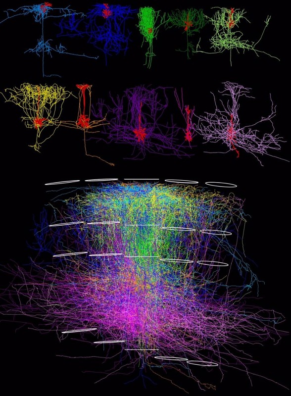 Top: Exemplary neuron reconstructions for each of the 10 major cell types of the vibrissal part of rat sensory cortex (dendrites, the part of a neuron that receives information from other neurons, are shown in red; axons are colored according to the respective cell type). Bottom: Superposition of all reconstructed axons (colored according to the respective cell type) located within a single cortical column (horizontal white lines in the center represent the edges of this column). The axons from all cell type project beyond the dimensions of the column, interconnecting multiple columns (white open circles) via highly specialized horizontal pathways. Credit:  Max Planck Institute Biological Cybernetics, Max Planck Florida Institute for Neuroscience. 