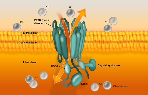 CFTR channels are found in the membrane of epithelial cells throughout the body, where they play a critical role in fluid and electrolyte transport.  The channels open and close in a dynamic process called ‘gating’ to transport chloride (Cl–) and other negatively charged ions out of epithelial cells. The flow of Cl– ions has a significant impact on the ionic balance and hydration of secretions in organs including the lung, liver, pancreas, digestive tract, reproductive tract, and skin.  CFTR.INFO © Copyright 2015 Facilitate Ltd.  