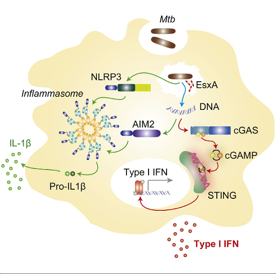 Cytosolic detection of microbial products is essential for the initiation of an innate immune response against intracellular pathogens such as Mycobacterium tuberculosis (Mtb). During Mtb infection of macrophages, activation of cytosolic surveillance pathways is dependent on the mycobacterial ESX-1 secretion system and leads to type I interferon (IFN) and interleukin-1β (IL-1β) production. Whereas the inflammasome regulates IL-1β secretion, the receptor(s) responsible for the activation of type I IFNs has remained elusive. We demonstrate that the cytosolic DNA sensor cyclic GMP-AMP synthase (cGAS) is essential for initiating an IFN response to Mtb infection. cGAS associates with Mtb DNA in the cytosol to stimulate cyclic GAMP (cGAMP) synthesis. Notably, activation of cGAS-dependent cytosolic host responses can be uncoupled from inflammasome activation by modulating the secretion of ESX-1 substrates. Our findings identify cGAS as an innate sensor of Mtb and provide insight into how ESX-1 controls the activation of specific intracellular recognition pathways.  Mycobacterium tuberculosis Differentially Activates cGAS- and Inflammasome-Dependent Intracellular Immune Responses through ESX-1.  Ablasser et al 2015.