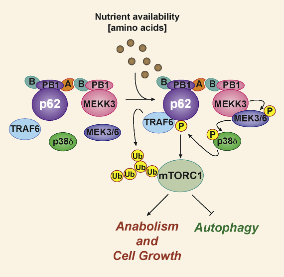 The mTORC1 complex is central to the cellular response to changes in nutrient availability. The signaling adaptor p62 contributes to mTORC1 activation in response to amino acids and interacts with TRAF6, which is required for the translocation of mTORC1 to the lysosome and the subsequent K63 polyubiquitination and activation of mTOR. However, the signal initiating these p62-driven processes was previously unknown. Here, we show that p62 is phosphorylated via a cascade that includes MEK3/6 and p38δ and is driven by the PB1-containing kinase MEKK3. This phosphorylation results in the recruitment of TRAF6 to p62, the ubiquitination and activation of mTOR, and the regulation of autophagy and cell proliferation. Genetic inactivation of MEKK3 or p38δ mimics that of p62 in that it leads to inhibited growth of PTEN-deficient prostate organoids. Analysis of human prostate cancer samples showed upregulation of these three components of the pathway, which correlated with enhanced mTORC1 activation. Amino Acid Activation of mTORC1 by a PB1-Domain-Driven Kinase Complex Cascade. Meco et al 2015.