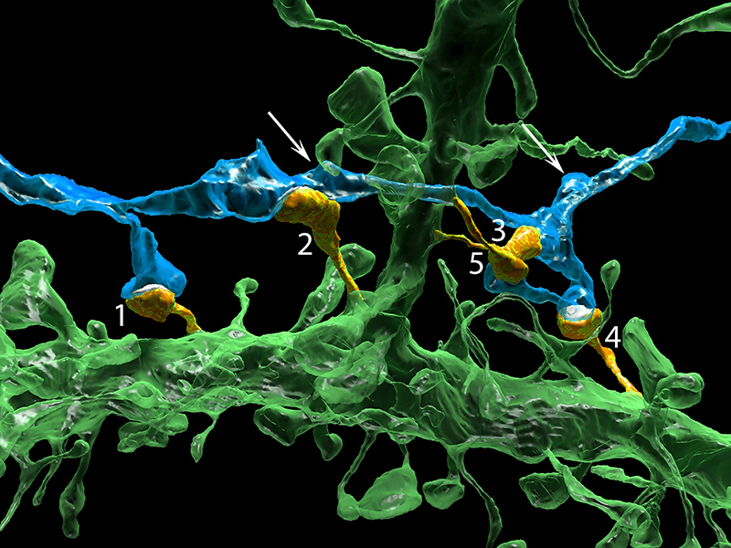 A high-resolution image of two adjacent neurons, one colored in green and one in blue. The numbered areas, in yellow, are synapses—gaps where the neurons communicate via chemicals called neurotransmitters. “Every neuron has thousands of places to synapse with another,” says Kasthuri. “Why does it keep choosing the same ones?” Photo courtesy of Kasthuri, et al. / Cell 2015