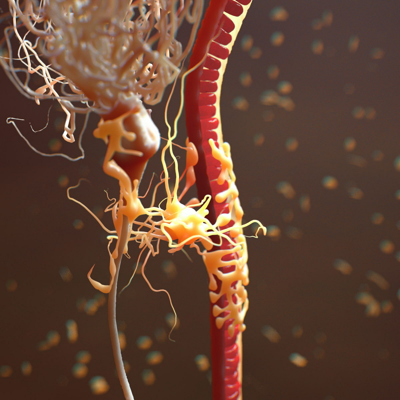 Neuron Astrocyte Blood Vessel realistic. By scyrus. © TurboSquid 2015 