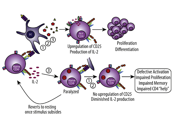 Primary T cell activation involves the integration of three distinct signals delivered in sequence: (1) antigen recognition, (2) costimulation, and (3) cytokine-mediated differentiation and expansion. Strong immunostimulatory events such as immunotherapy or infection induce profound cytokine release causing “bystander” T cell activation, thereby increasing the potential for autoreactivity and need for control. We show that during strong stimulation, a profound suppression of primary CD4+ T-cell-mediated immune responses ensued and was observed across preclinical models and patients undergoing high-dose interleukin-2 (IL-2) therapy. This suppression targeted naive CD4+ but not CD8+ T cells and was mediated through transient suppressor of cytokine signaling-3 (SOCS3) inhibition of the STAT5b transcription factor signaling pathway. These events resulted in complete paralysis of primary CD4+ T cell activation, affecting memory generation and induction of autoimmunity as well as impaired viral clearance. These data highlight the critical regulation of naive CD4+ T cells during inflammatory conditions. Out-of-Sequence Signal 3 Paralyzes Primary CD4+ T-Cell-Dependent Immunity. Murphy et al 2015.