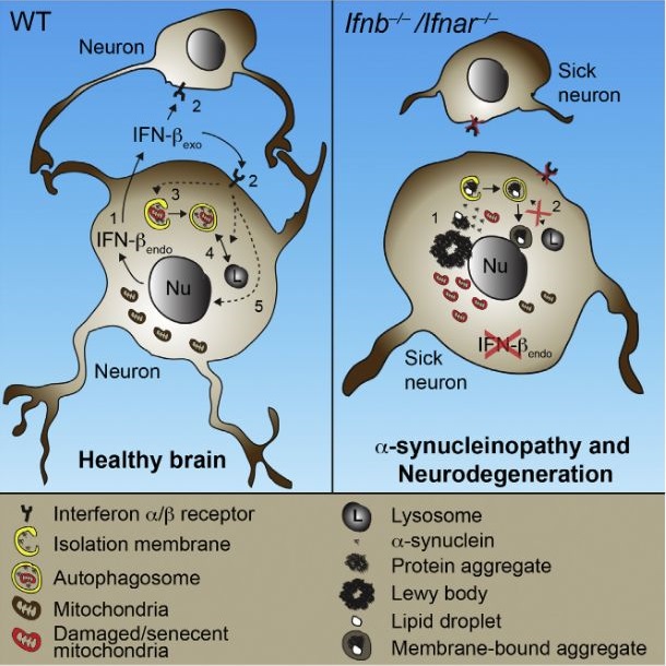 Neurodegenerative diseases have been linked to inflammation, but whether altered immunomodulation plays a causative role in neurodegeneration is not clear. We show that lack of cytokine interferon-β (IFN-β) signaling causes spontaneous neurodegeneration in the absence of neurodegenerative disease-causing mutant proteins. Mice lacking Ifnb function exhibited motor and cognitive learning impairments with accompanying α-synuclein-containing Lewy bodies in the brain, as well as a reduction in dopaminergic neurons and defective dopamine signaling in the nigrostriatal region. Lack of IFN-β signaling caused defects in neuronal autophagy prior to α-synucleinopathy, which was associated with accumulation of senescent mitochondria. Recombinant IFN-β promoted neurite growth and branching, autophagy flux, and α-synuclein degradation in neurons. In addition, lentiviral IFN-β overexpression prevented dopaminergic neuron loss in a familial Parkinson’s disease model. These results indicate a protective role for IFN-β in neuronal homeostasis and validate Ifnb mutant mice as a model for sporadic Lewy body and Parkinson’s disease dementia.  Lack of Neuronal IFN-β-IFNAR Causes Lewy Body- and Parkinson’s Disease-like Dementia.  Ejlerskov et al 2015.