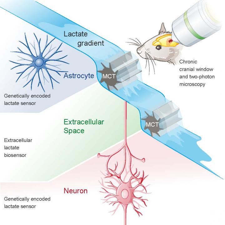 Investigating lactate dynamics in brain tissue is challenging, partly because in vivo data at cellular resolution are not available. We monitored lactate in cortical astrocytes and neurons of mice using the genetically encoded FRET sensor Laconic in combination with two-photon microscopy. An intravenous lactate injection rapidly increased the Laconic signal in both astrocytes and neurons, demonstrating high lactate permeability across tissue. The signal increase was significantly smaller in astrocytes, pointing to higher basal lactate levels in these cells, confirmed by a one-point calibration protocol. Trans-acceleration of the monocarboxylate transporter with pyruvate was able to reduce intracellular lactate in astrocytes but not in neurons. Collectively, these data provide in vivo evidence for a lactate gradient from astrocytes to neurons. This gradient is a prerequisite for a carrier-mediated lactate flux from astrocytes to neurons and thus supports the astrocyte-neuron lactate shuttle model, in which astrocyte-derived lactate acts as an energy substrate for neurons.  In Vivo Evidence for a Lactate Gradient from Astrocytes to Neurons.  Weber et al 2015.