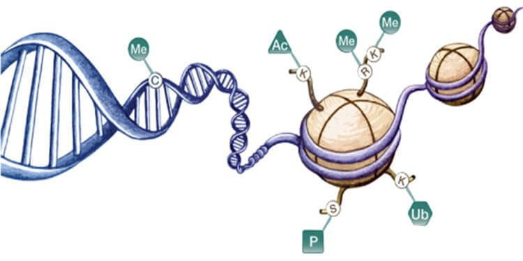 Epigenetic mechanisms involved in regulation of gene expression. Cytosine residues within DNA can be methylated, and lysine and arginine residues of histone proteins can be modified. Me = methylation, Ac = acetylation, P = phosphorylation, Ub = ubiquitination.