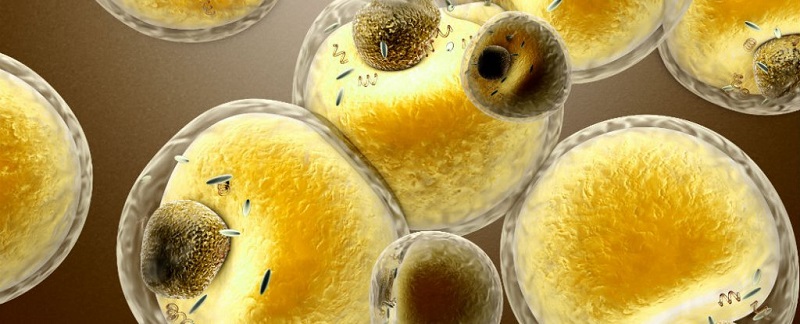 Pathway to better metabolism discovered in fat cells - healthinnovations