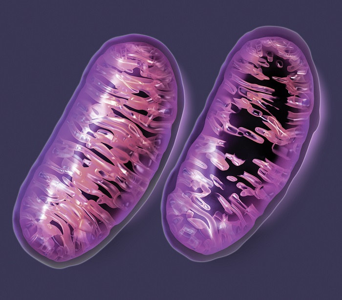 The inner membrane of each mitochondrion contains distinctive folds known as cristae. In a normal mitochondrion (left) these folds fill the interior, but these folds are lost in damaged or dysfunctional mitochondria (right). Dozens of rare diseases have been shown to result from this type of mitochondrial dysfunction. Several others -- including Alzheimer disease, autism, cancer, cardiovascular disease, Parkinson disease, and type 2 diabetes -- are suspected to involve the mitochondria. Credit: Gary Carlson