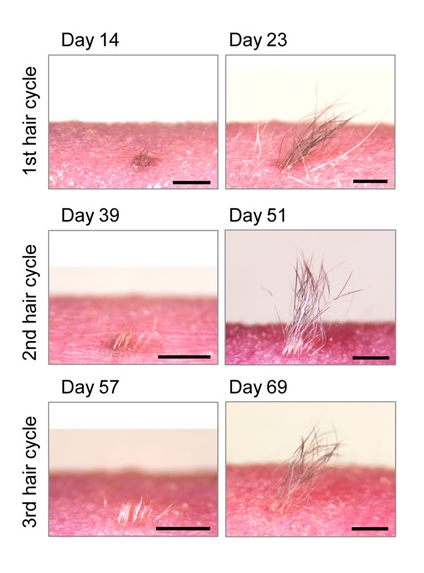 Analysis of iPS cell–derived hair types and hair cycle.  Macromorphological observations at the anagen phase of the hair cycles in iPS cell–derived bioengineered hair. Scale bars, 1 mm.  Bioengineering a 3D integumentary organ system from iPS cells using an in vivo transplantation model.  Tsuji et al 2016.