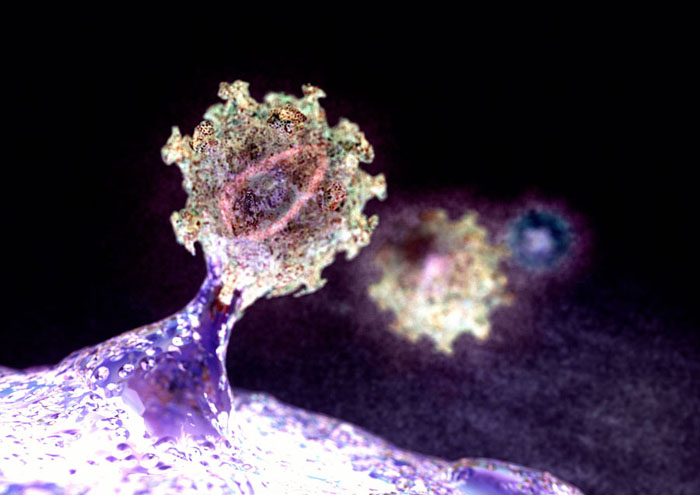 Budding HIV particle. Computer artwork of an HIV (human immunodeficiency virus) particle exiting a T-lymphocyte (a type of white blood cell, bottom). HIV causes AIDS (acquired immune deficiency syndrome). The virus consists of an RNA (ribonucleic acid) genome, surrounded by an icosahedral (20-sided) protein nucleocapsid (coat). The whole virus is enclosed in an envelope derived from the host cell's plasma membrane. The envelope has viral proteins integrated into it, including glycoprotein spikes that aid its attachment to host cells. When the virus particles leave the host cell they kill it, leading to a very weak immune system.  Credit: animate4.com ltd. / Science Source.