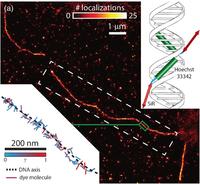 Results acquired using the dye SiR-Hoechst. (a) A super-resolved image of a DNA strand. In this case, the absorption dipole moments of silicon-rhodamine are not constrained because they are not directly bound to DNA strands (right inset). Hence, we elect not to color code our image as no overall alignment with respect to the DNA axis is expected. This feature is evidenced from a visualization of all orientation measurements localized within a small strip of DNA (green boxed region and lower left inset).  Enhanced DNA imaging using super-resolution microscopy and simultaneous single-molecule orientation measurements.  Moerner et al 2016.
