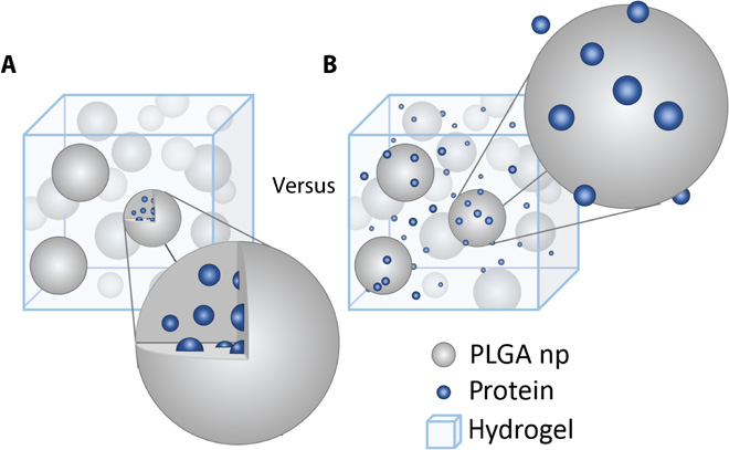 Two different PLGA np systems are compared for controlled protein release.  (A) Protein encapsulated in PLGA np dispersed in a hydrogel. (B) Protein and blank PLGA np dispersed in a hydrogel. For the latter, protein adsorbs to the PLGA np but is not encapsulated within them.  Encapsulation-free controlled release: Electrostatic adsorption eliminates the need for protein encapsulation in PLGA nanoparticles.  Shoichet et al 2016.