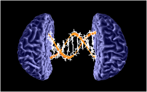 Genetic risk factors for Alzheimer's disease may be detectable even in young adults - neuroinnovations