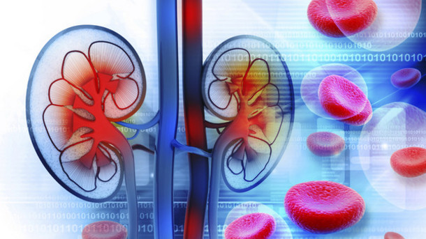 scientists-get-closer-to-developing-bioartificial-kidney-healthinnovations