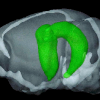 Study identifies new function for the hippocampus.