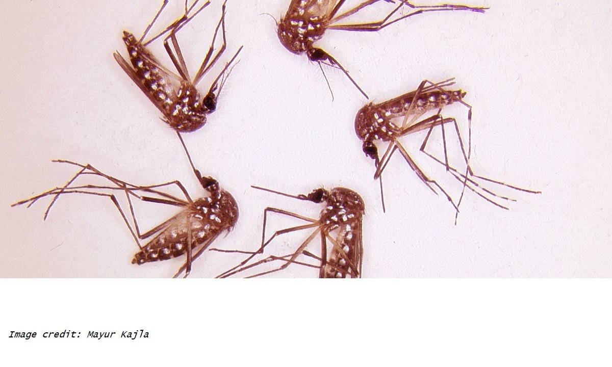researchers led by Virginia Tech identifies a single gene, known as Nix, capable of converting female A. aegypti mosquitoes into fertile male mosquitoes, as well as pinpointing the gene needed for male mosquitoes to fly. The team states the Nix gene has great potential for developing vector control techniques to reduce A. aegypti numbers through female-to-male gender conversion.